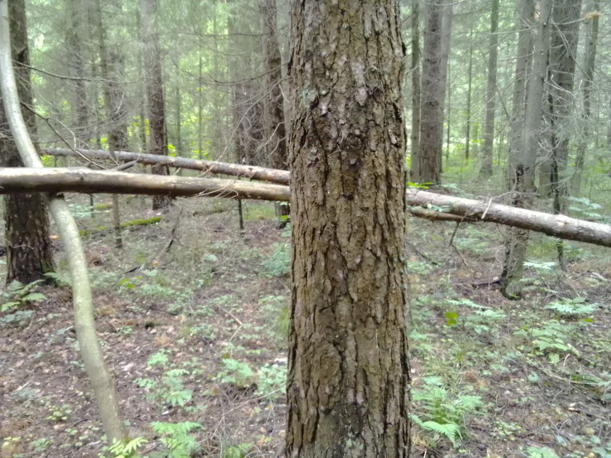 переплетение стволов в природе