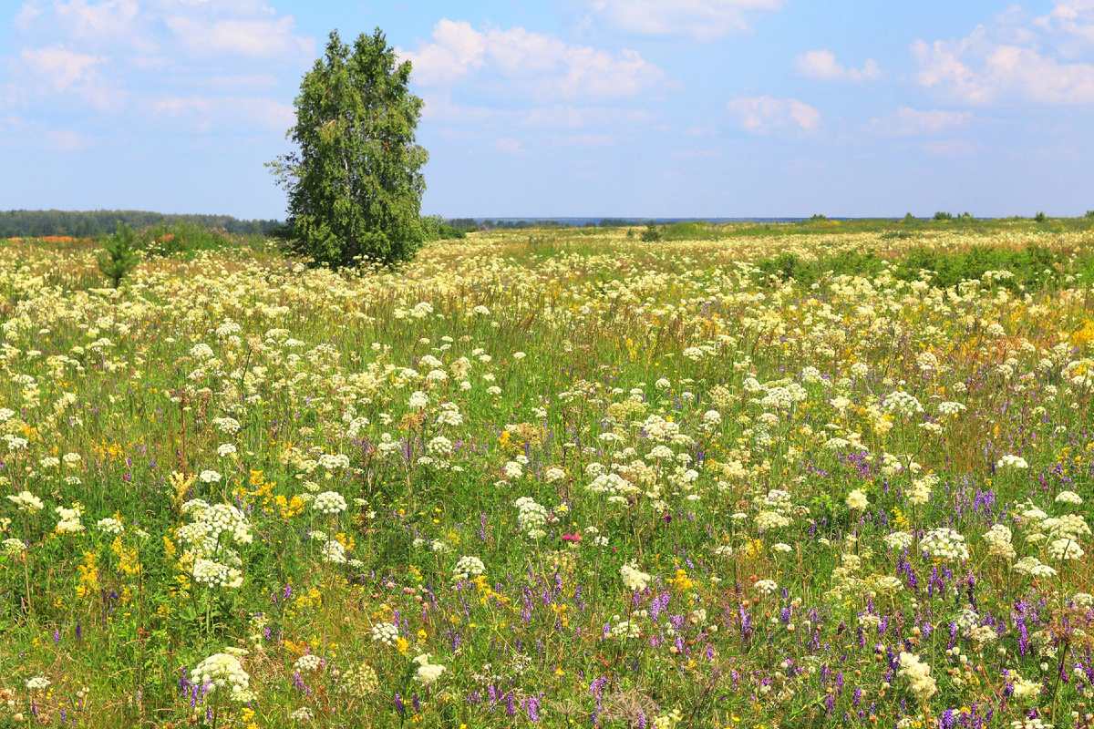 Вот так выглядит окрестный пейзаж неподалёку от Пороховского рудника. Как говорится, ничего не предвещает...
