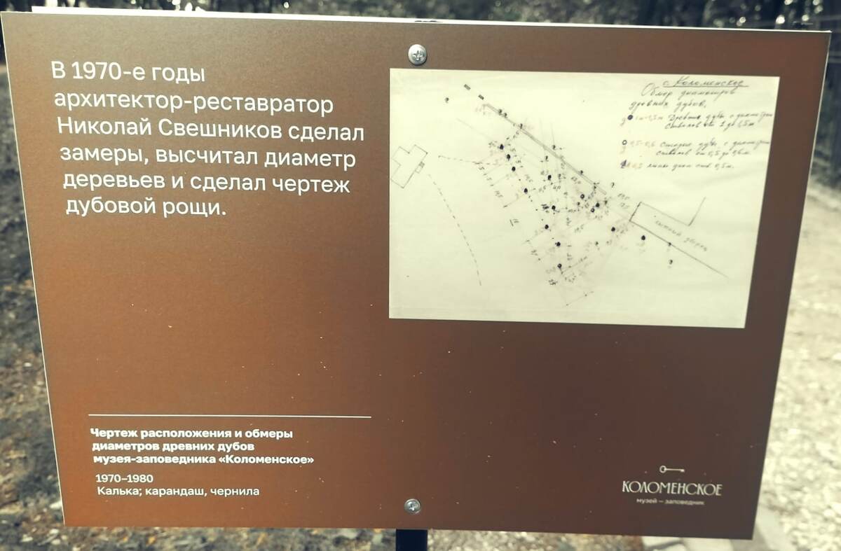 Чертеж Дубовой рощи