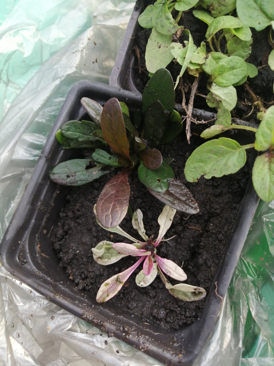 Маленькие, а уже с корешками.