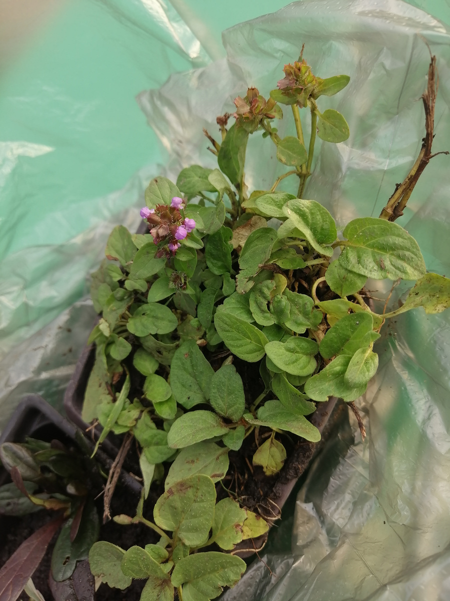 Черноголовка. Чтобы выкопать эту малютку, нужно приложить некоторые усилия. Очень крепкие у неё корни. 