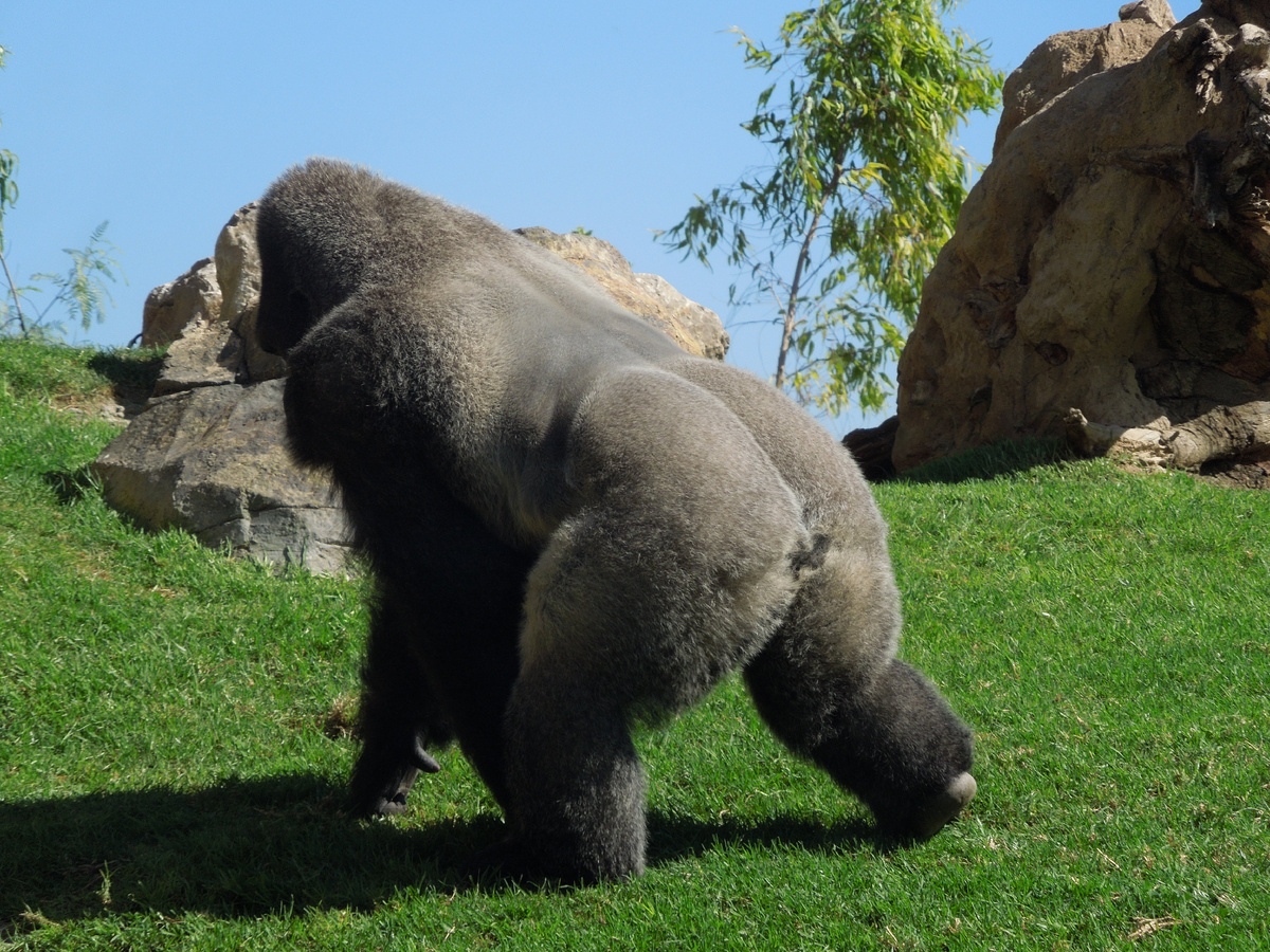 Фото из личного архива(Испания Биопарк) Silverback