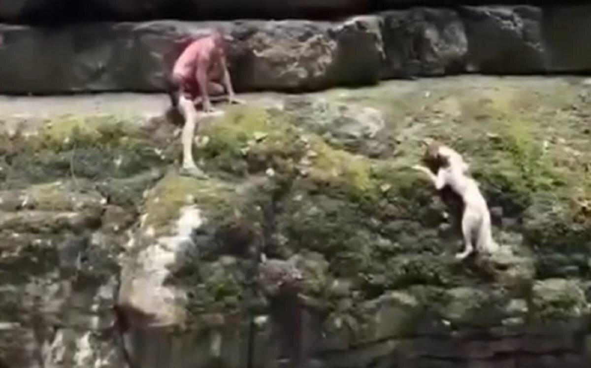 Скрин с видео. 