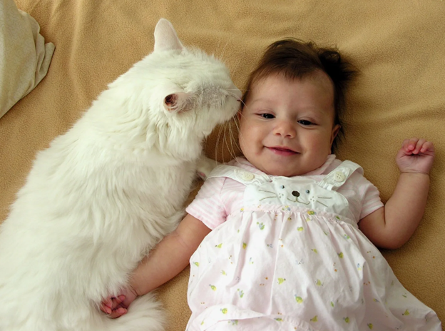 Когда отец увидел реакцию ребенка на кота, то сразу выкинул животное на улицу