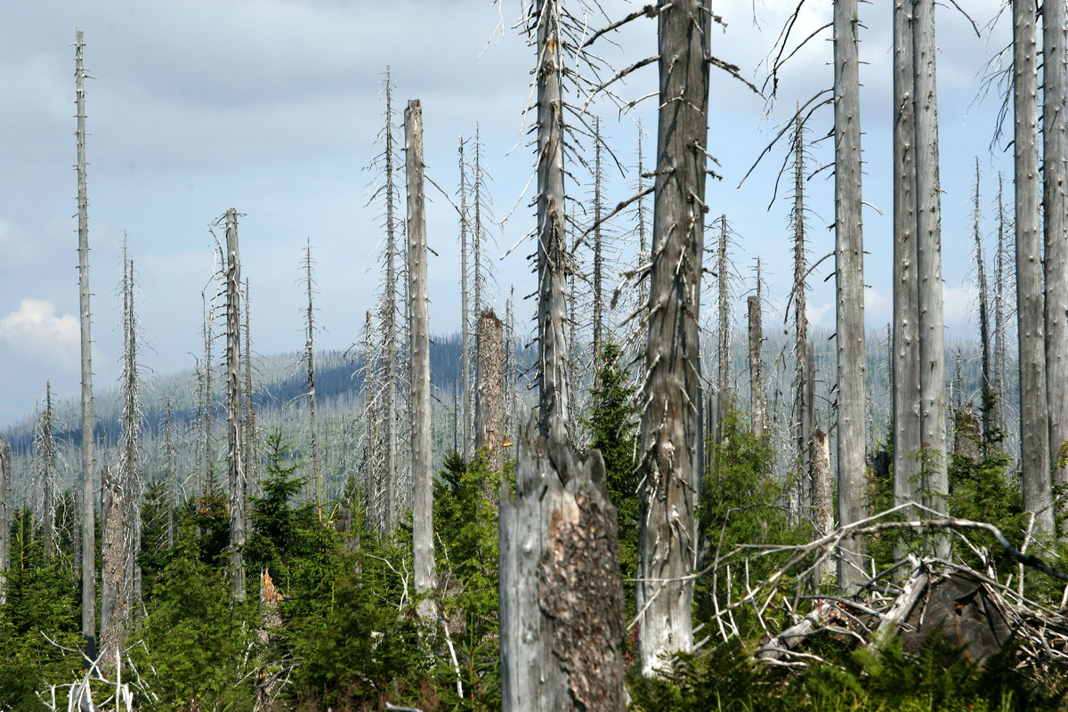 Последствие кислотного дождя 