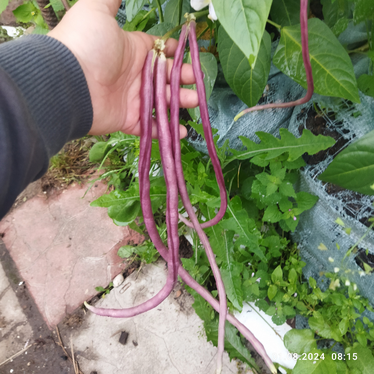 Сорт Рябиновые бусы