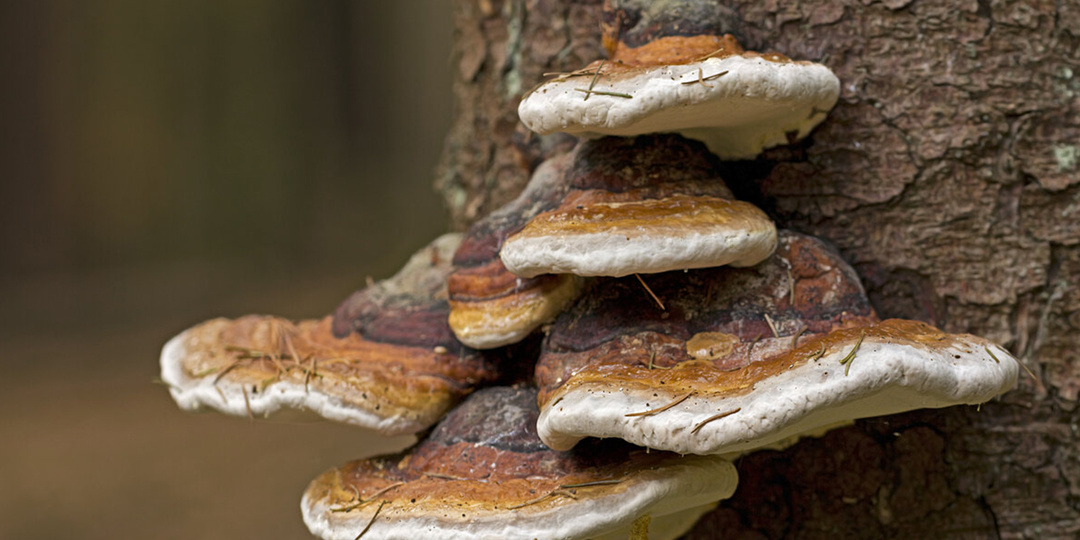 Грибы трутовики