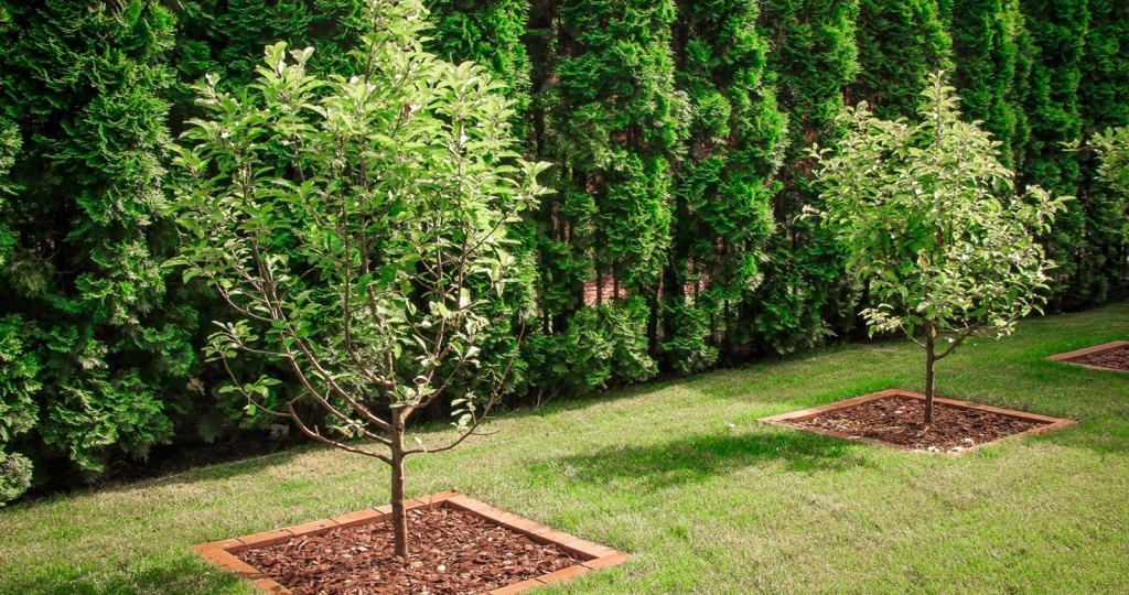 Как пересадить большое дерево