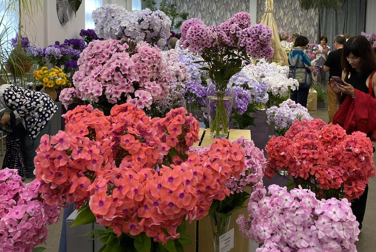 Выставка "Мир Флоксов - 2024"