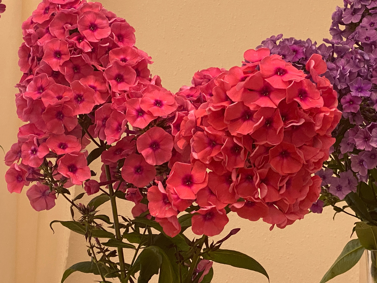 Флокс Игра с Огнём