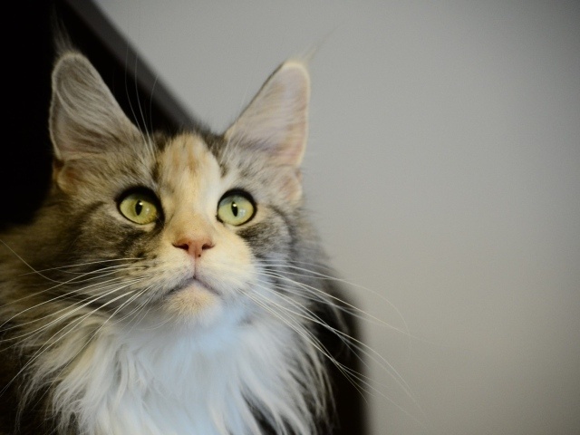 Фото из Интернета. 