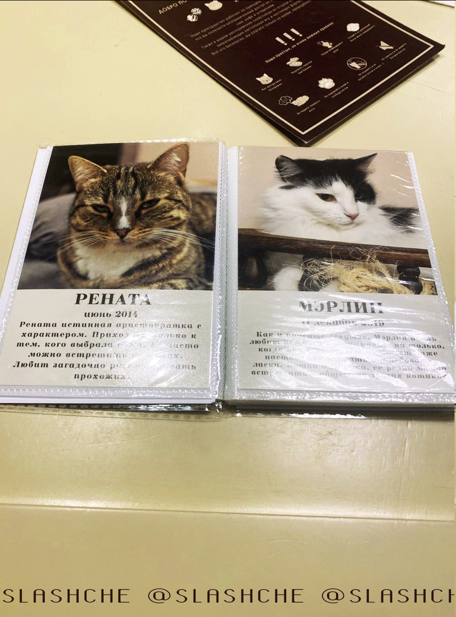 Портфолио котов