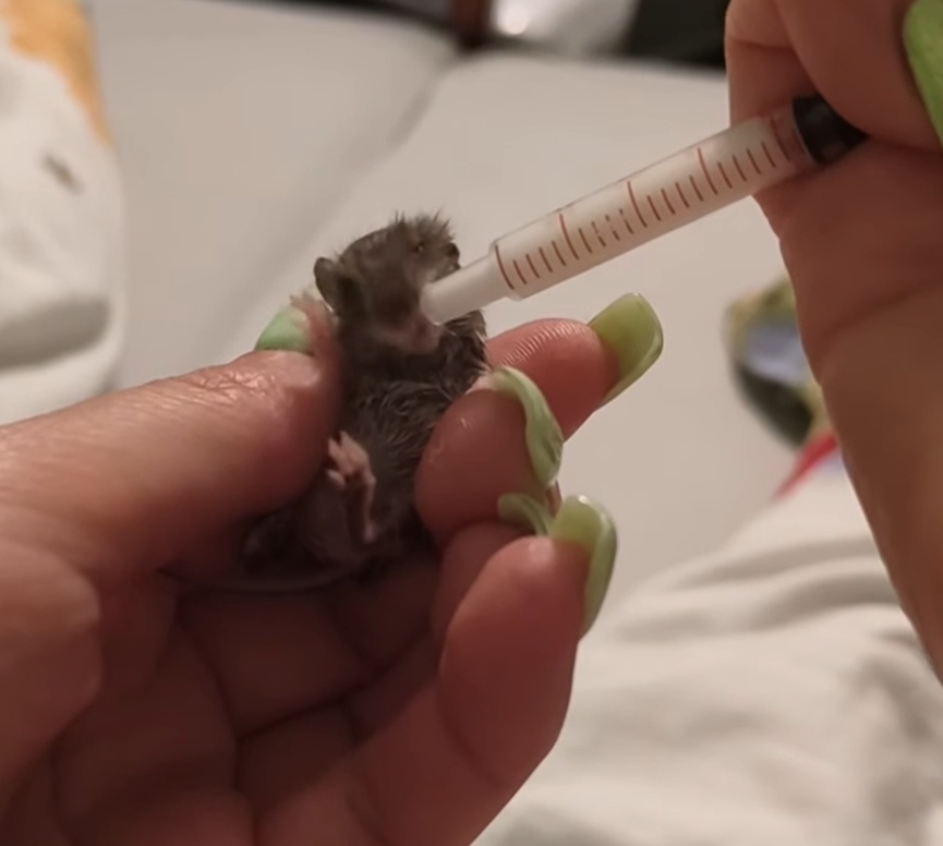 Маленький обжора