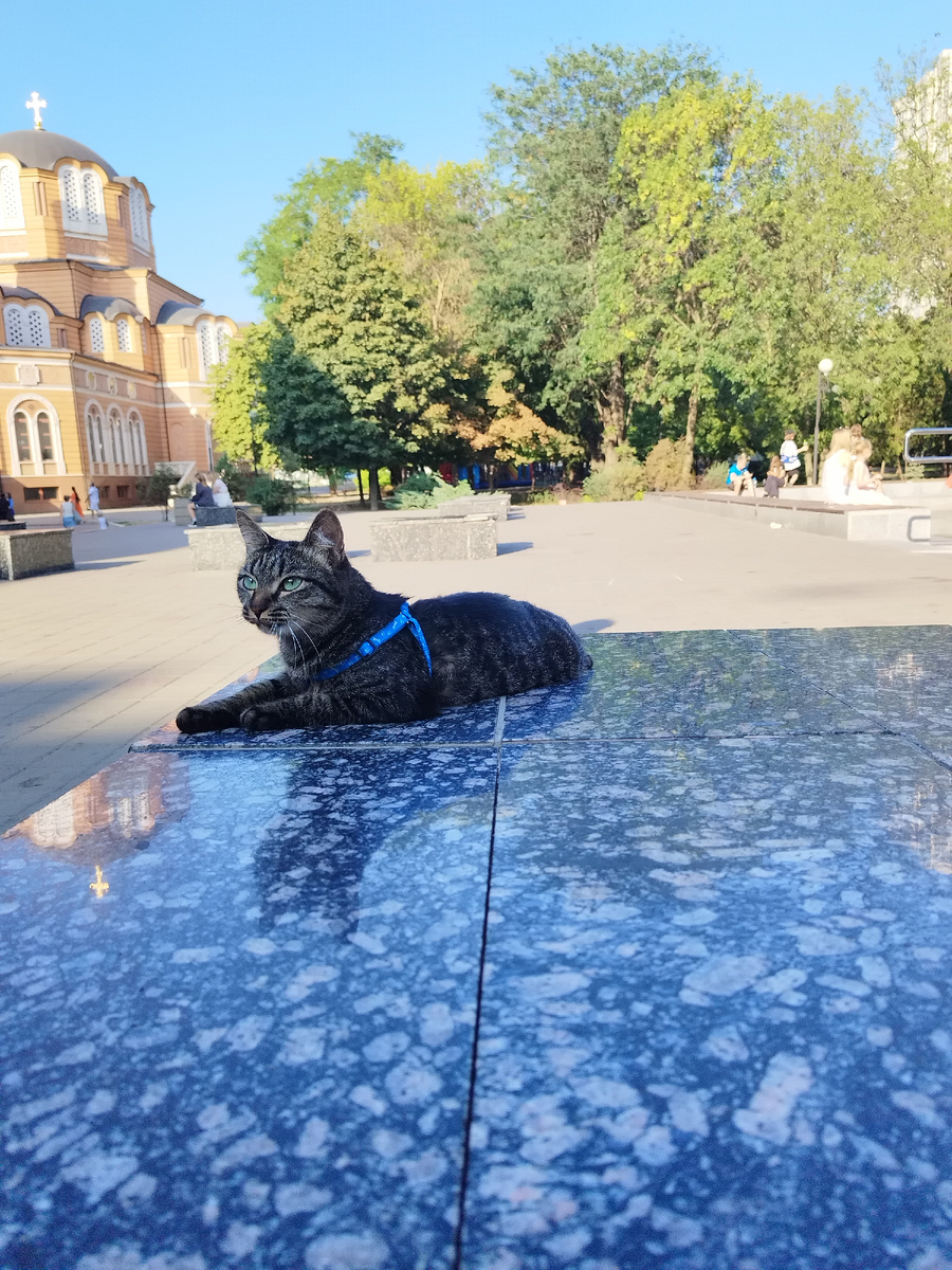 Муся в шлейке, но без поводка