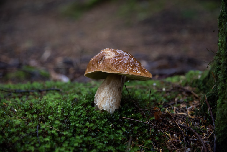 Обложка: © Thimo Pedersen / Unsplash