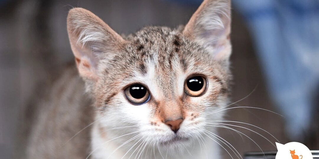 Мася раз, мася два