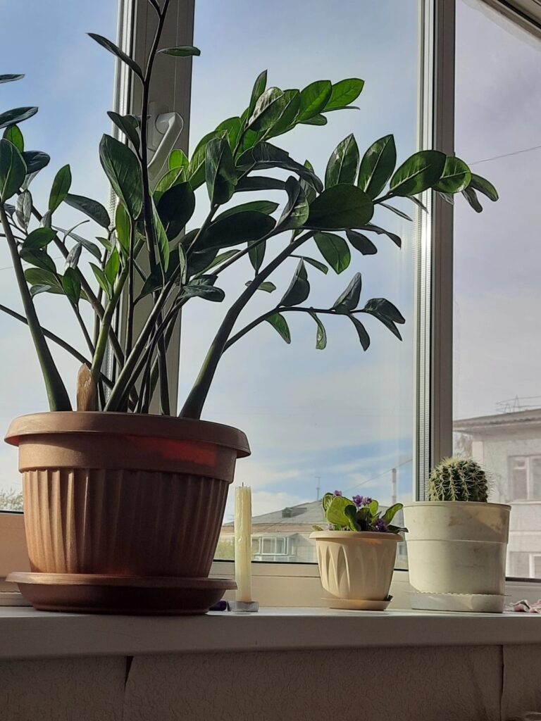    Фото: Амур.инфо