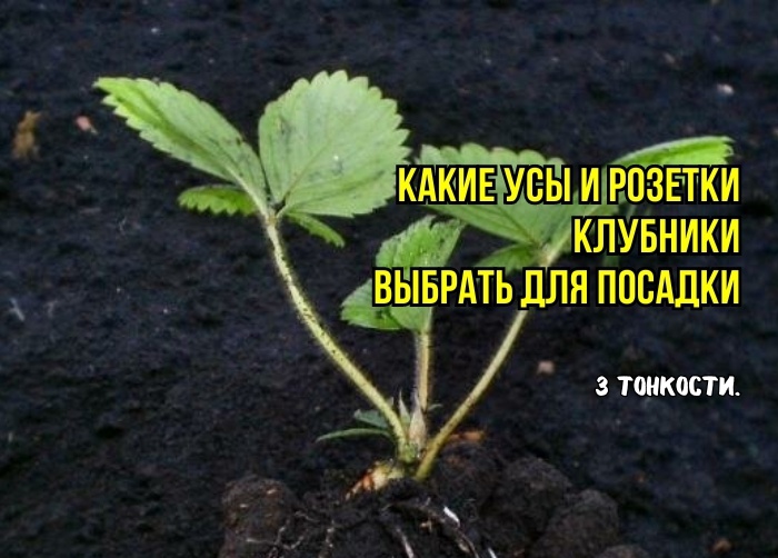 Посадка клубники: какие усы и розетки лучшие для посадки - 3 признака. Как выбрать самые крепкие саженцы, которые идеально укореняются