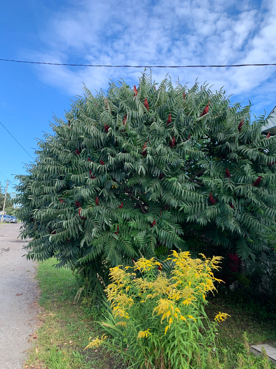 Дорога в дачный поселок