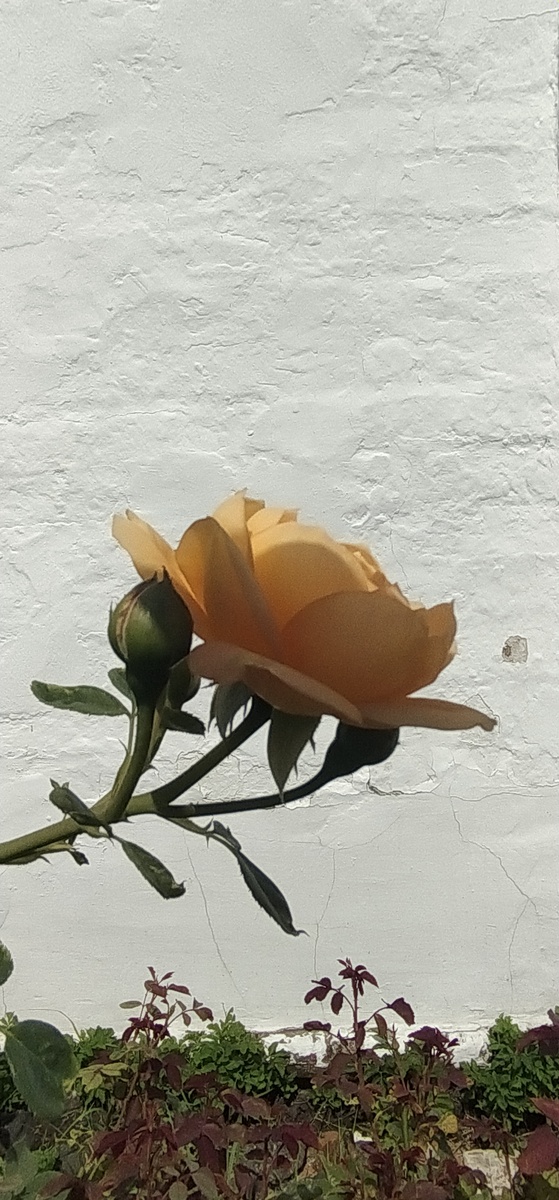Личное фото