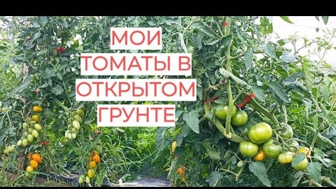 Кусты ломятся от томатов! Обзор моих ТОМАТОВ в ОТКРЫТОМ ГРУНТЕ 2024. Юлия Миняева.