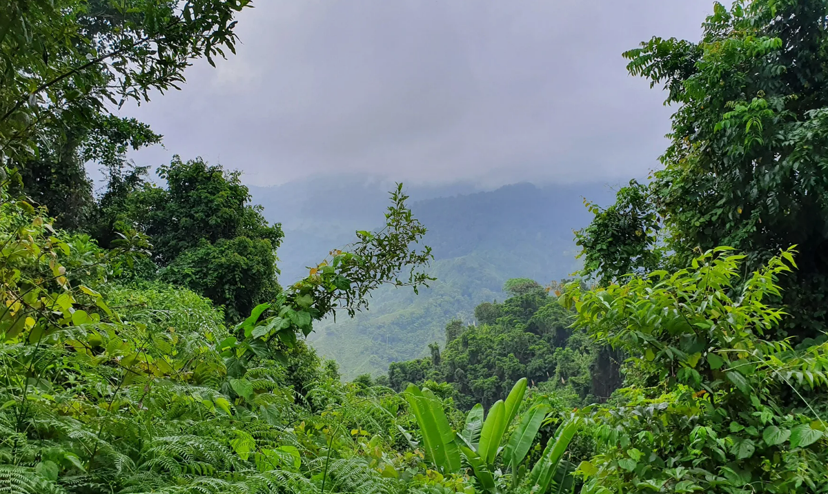 Кадр из шоу "Звезды в джунглях"
