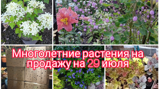 ПРОДАЖА МНОГОЛЕТНИХ ЦВЕТОВ ГОРТЕНЗИЙ, КЛЕМАТИСОВ НА 29 ИЮЛЯ 🤗🌺