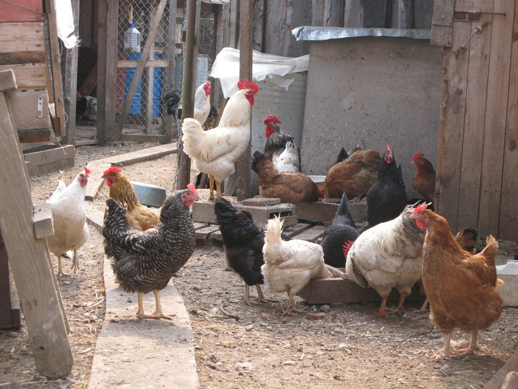 Куры во дворе. Картинка для иллюстрации.