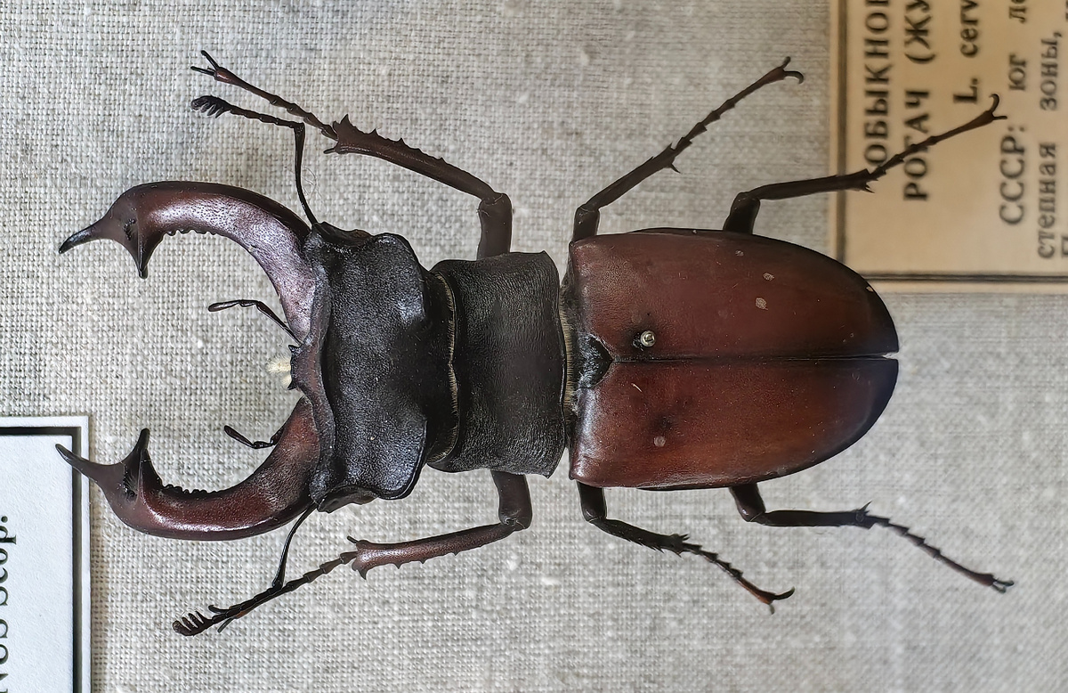 Крупный экземпляр самца жука-оленя. Коллекция Зоологического института Российской академии наук (г. Санкт-Петербург)