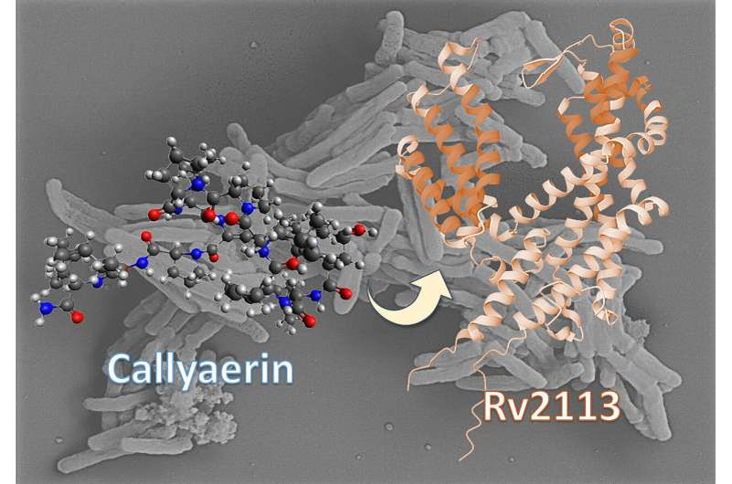 Мембранный белок Rv2113 как мишень каллаэрина в M. tuberculosis. Иллюстрация: HHU/Rainer Kalscheuer 