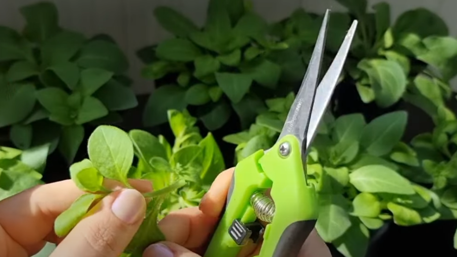 Черенкую следующим образом. Когда перезимовавшие кустики пустят черенки, срезаю их длиной 10-15 см. 