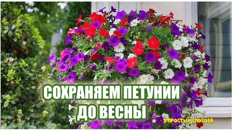 Выращивание растений из черенков в зимний период