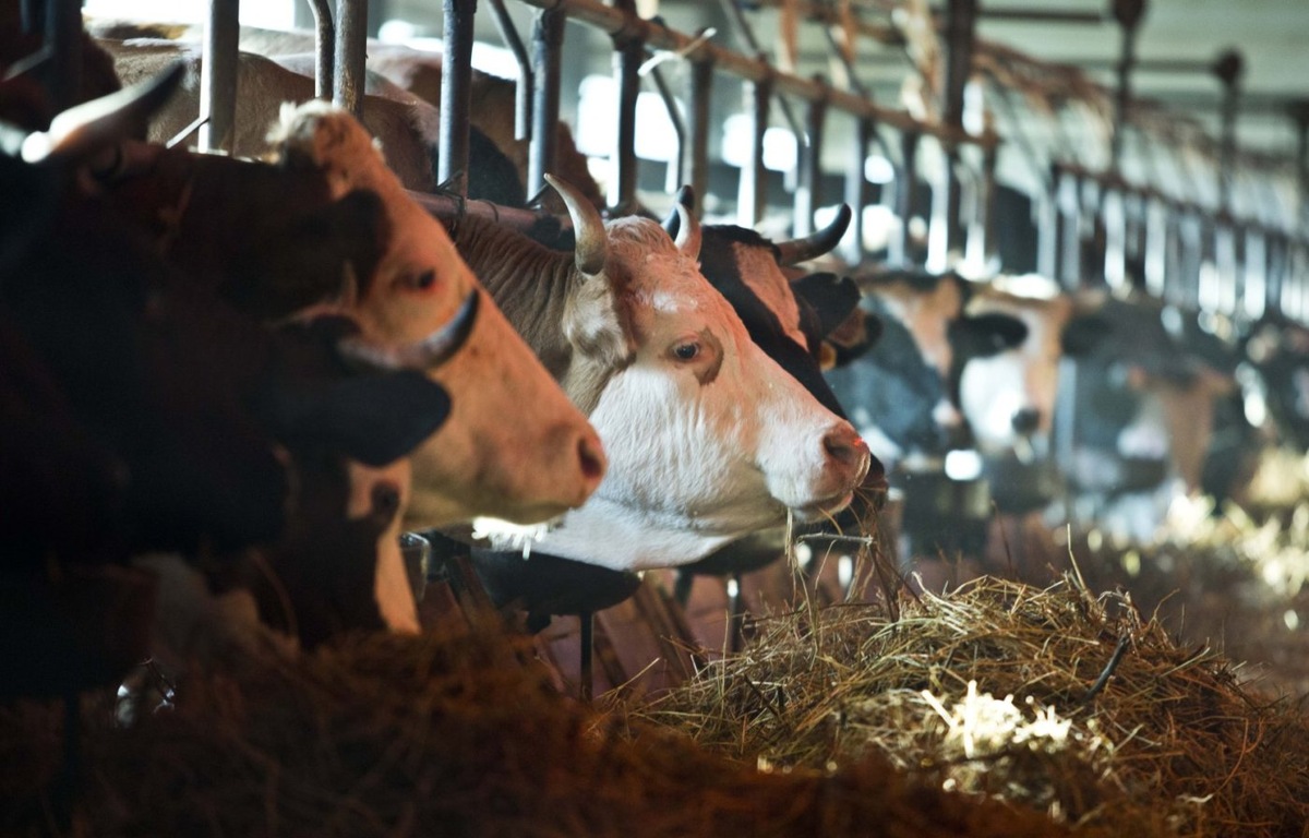   Строительство племенного животноводческого репродуктора планируют в Югре