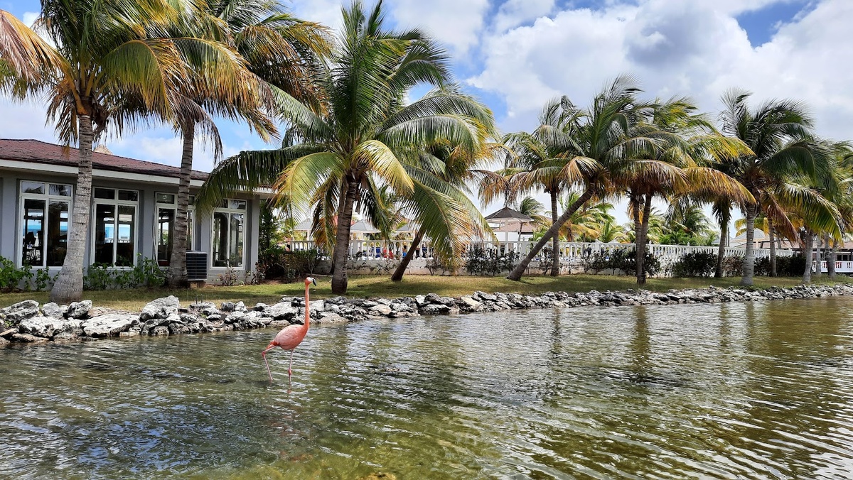 Розовыми фламинго на Кубе никого не удивишь