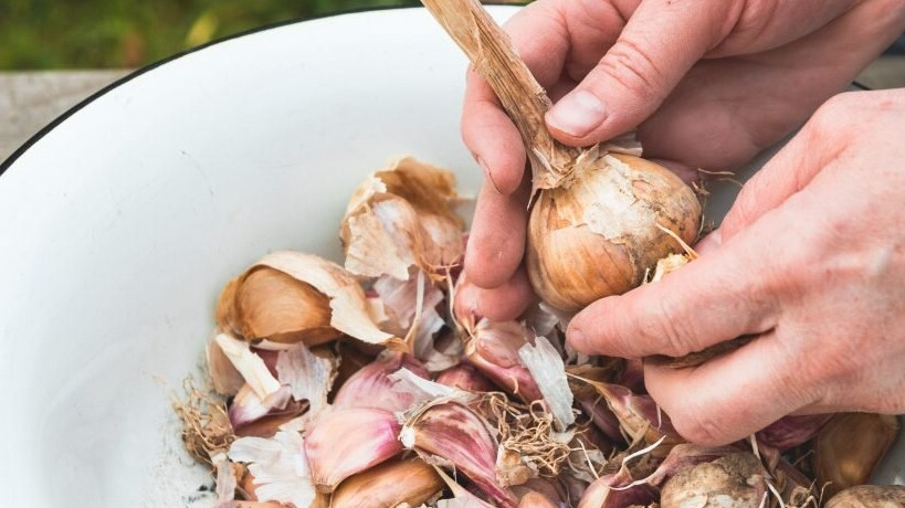 Очень важно, чтобы чешуйки на зубчиках присутствовали и не были повреждены. Так что разделять их надо крайне аккуратно.