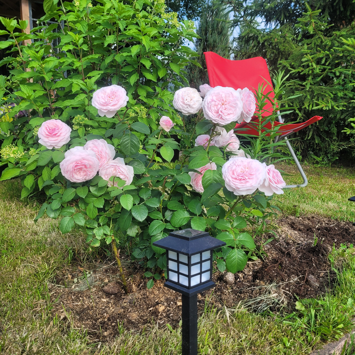 Роза Оливия