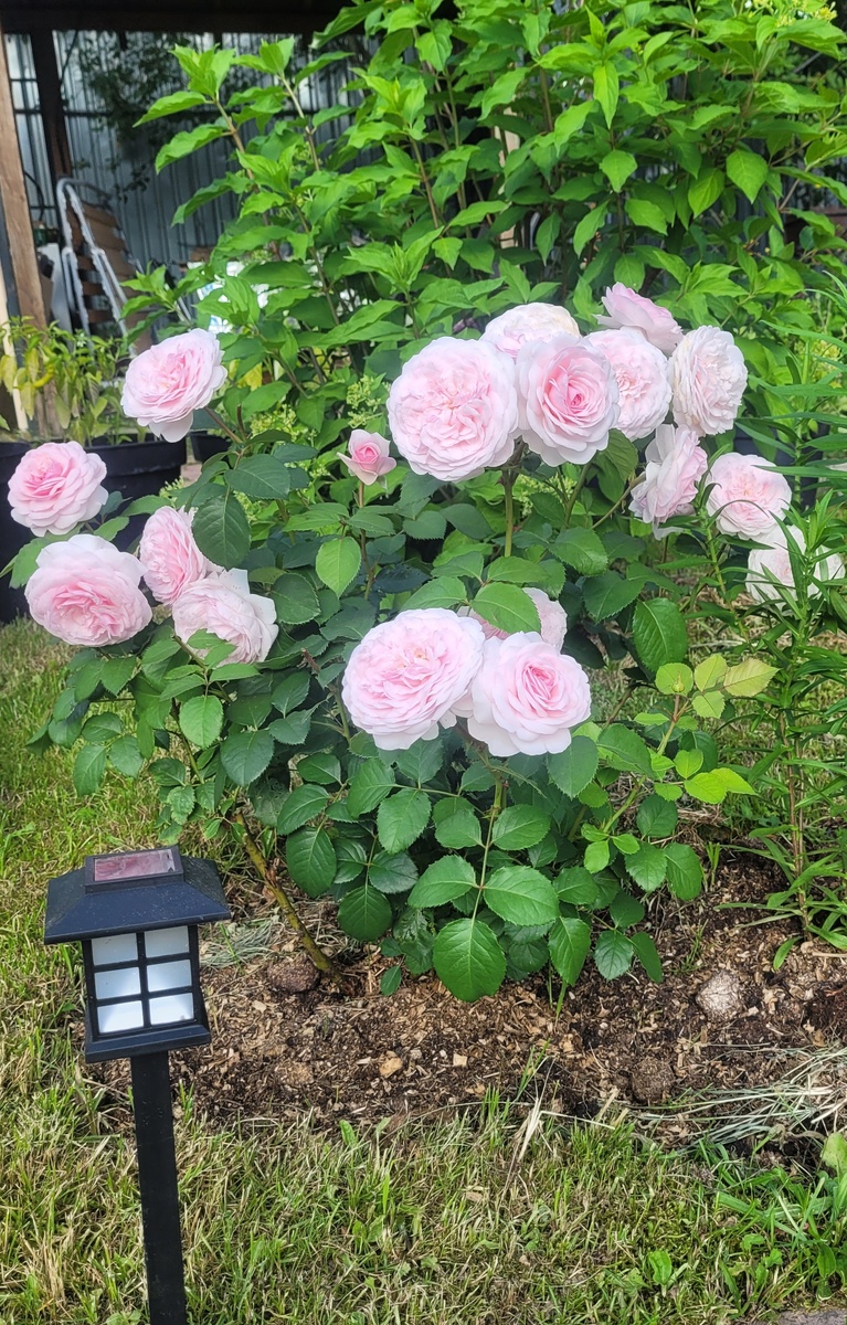 Роза Оливия