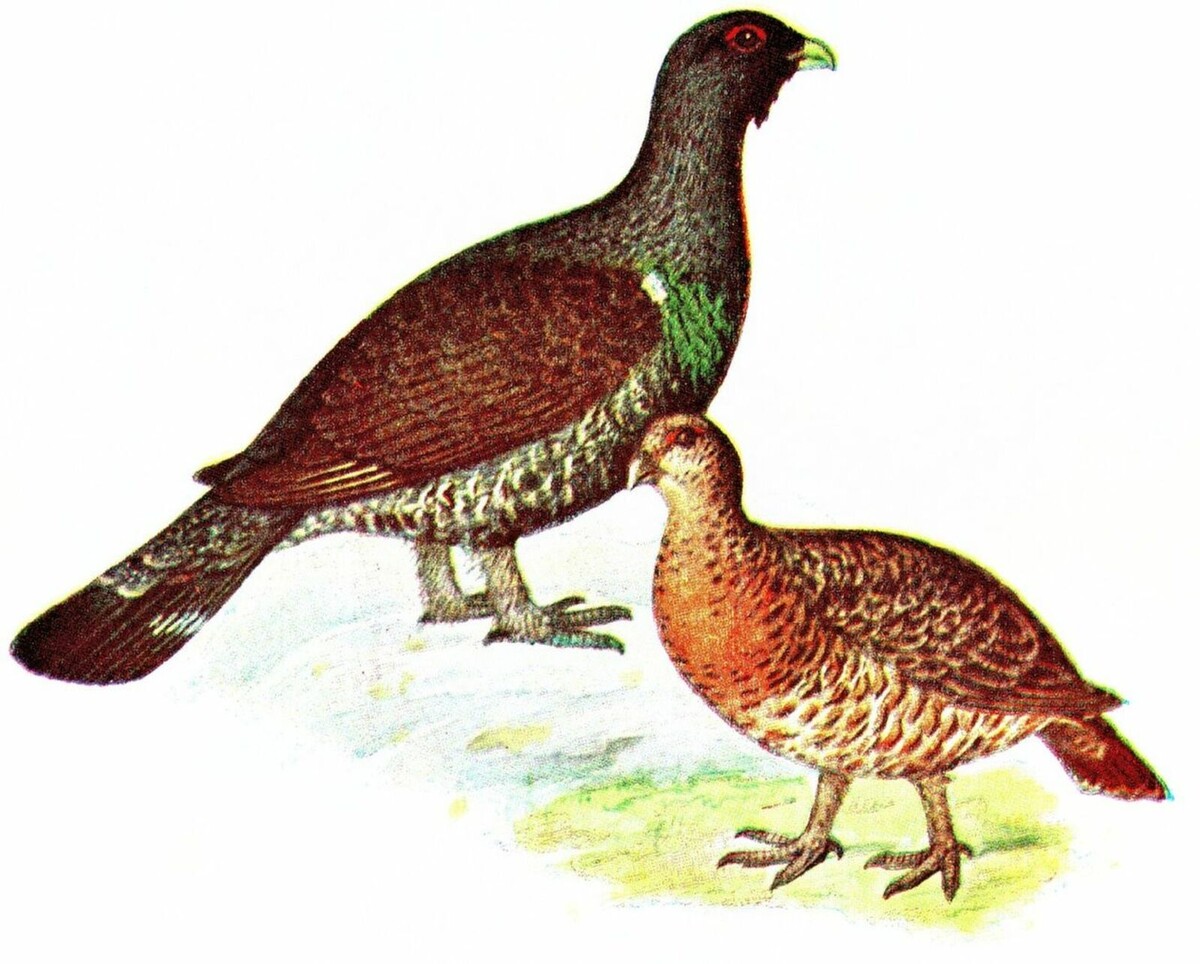 Общественное достояние. Файл:Tjädertupp och tjäderhöna, Iduns kokbok.jpg