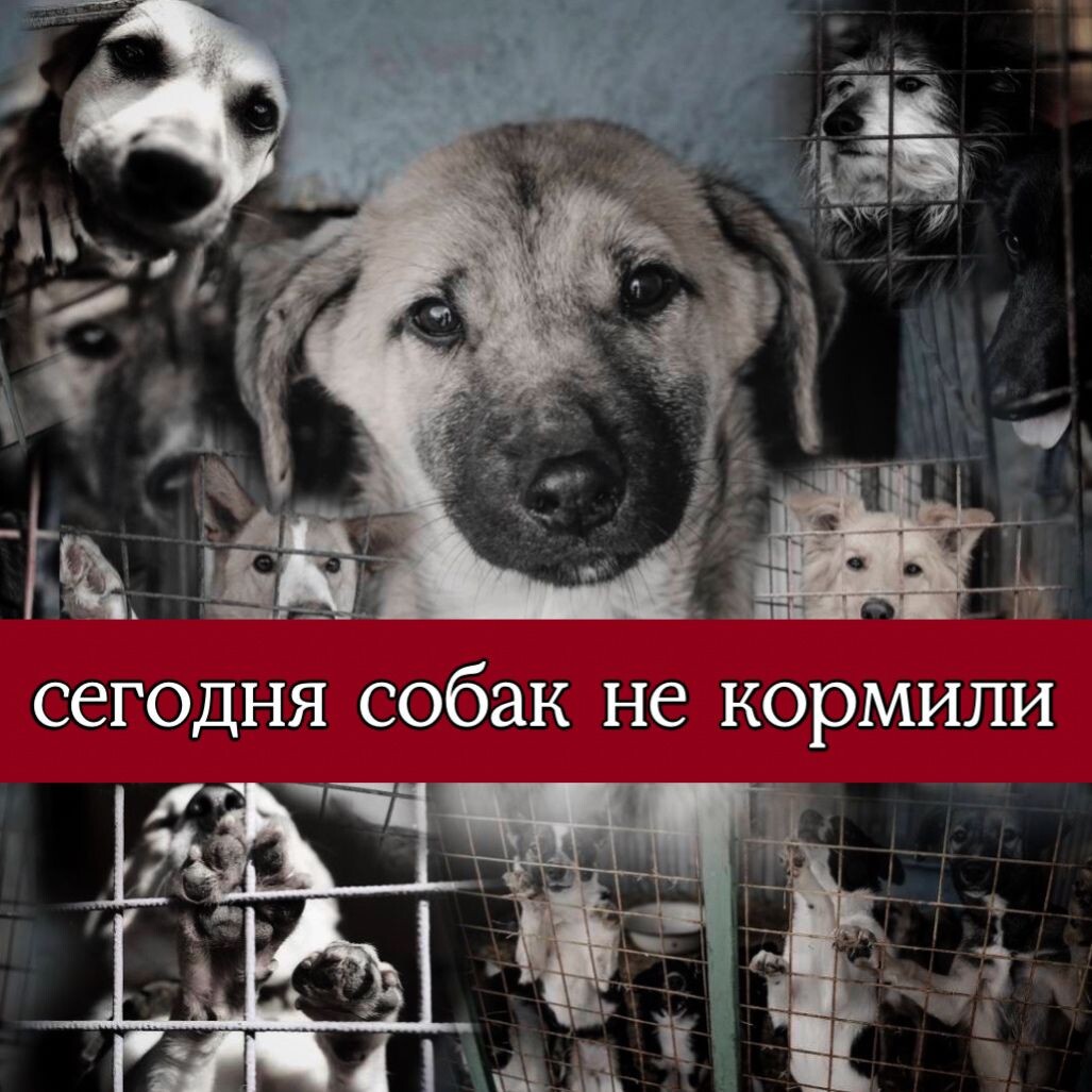 Собак и кошек нужно кормить, они ждут, а у нас попросту НЕЧЕМ!