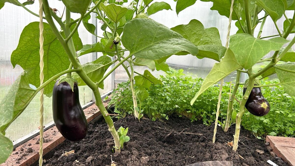 Баклажан Крепыш от Семена Маркет в середине июля