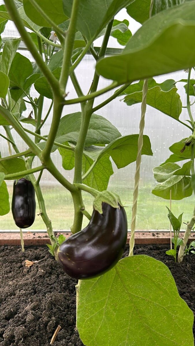 Гибрид баклажан Крепыш от Семена Маркет