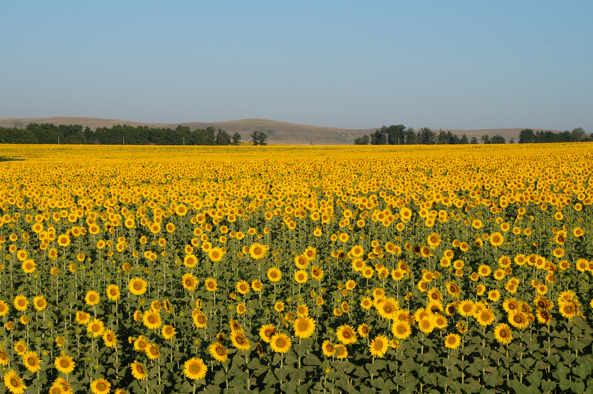 чудесные подсолнухи 