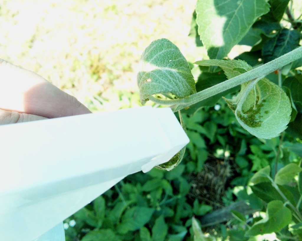  Опрыскивание зеленым мылом тли на яблоне