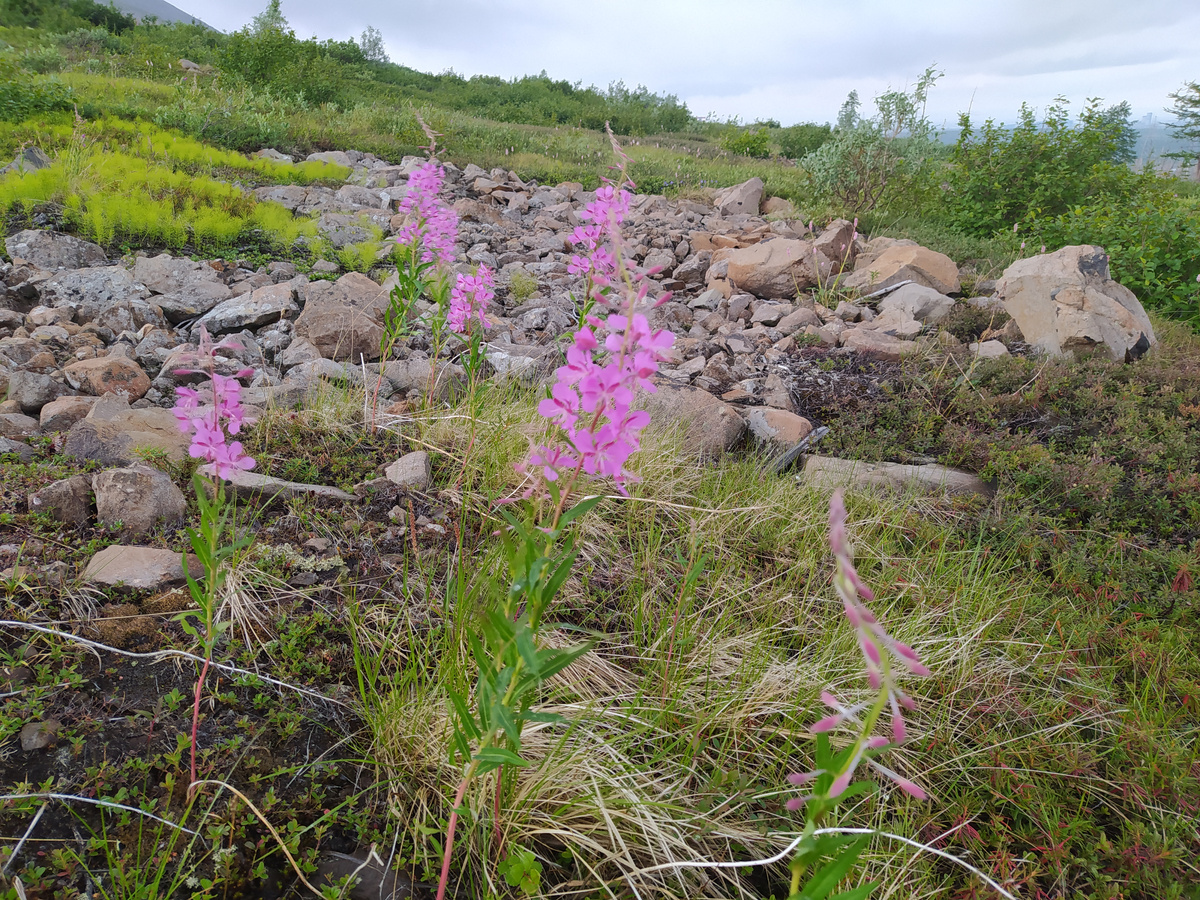 Фото сделано в России, но в Восточной Европе тоже возможны такие пейзажи
