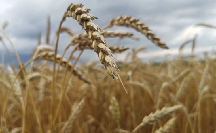    Красноярский край на 20 процентов к прошлому году нарастил объемы экспорта зерна и масличных