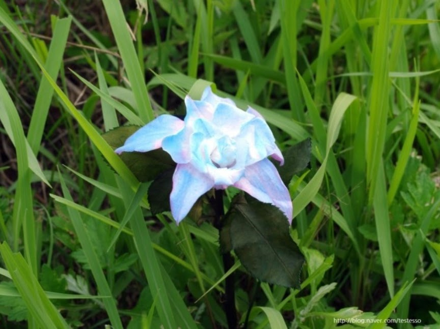 Цветок смеральдо