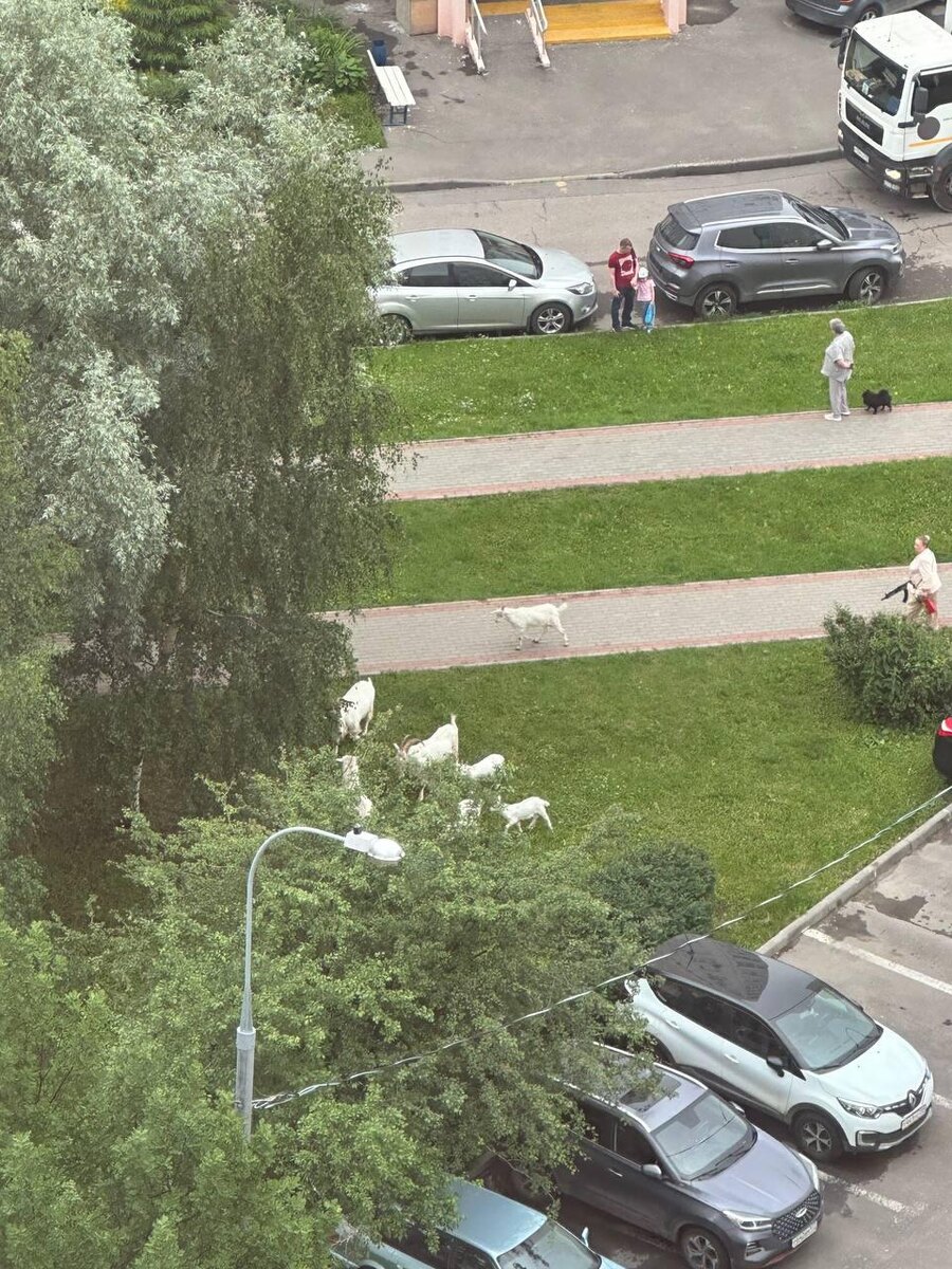 РБК📷Козы в Южном Бутово