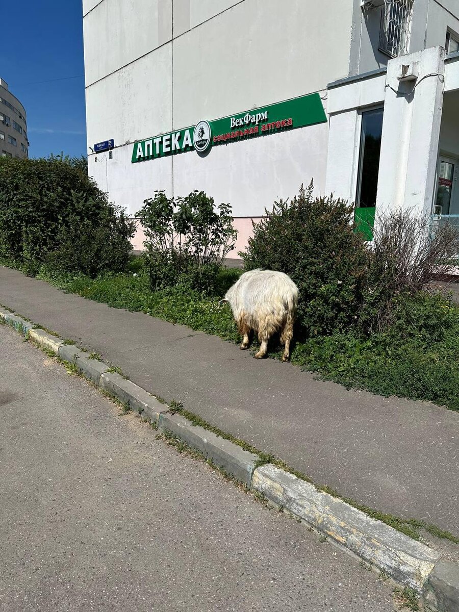 РБК📷Козы в Южном Бутово