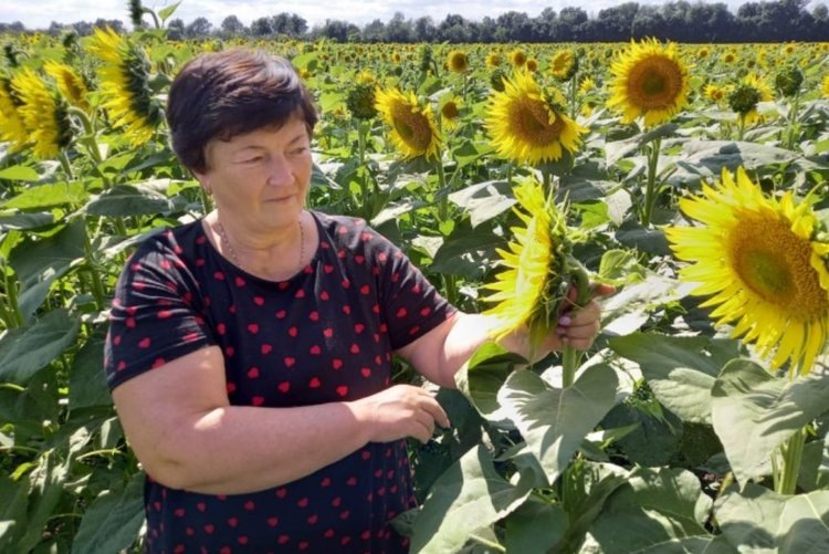    Важные аспекты в производстве семян гибридов подсолнечника и кукурузы