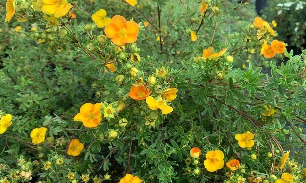 Желтая лапчатка Танжерин